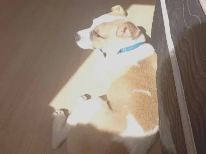 Cachorro raça Pit-Bull idade 2 a 6 meses nome Skunk