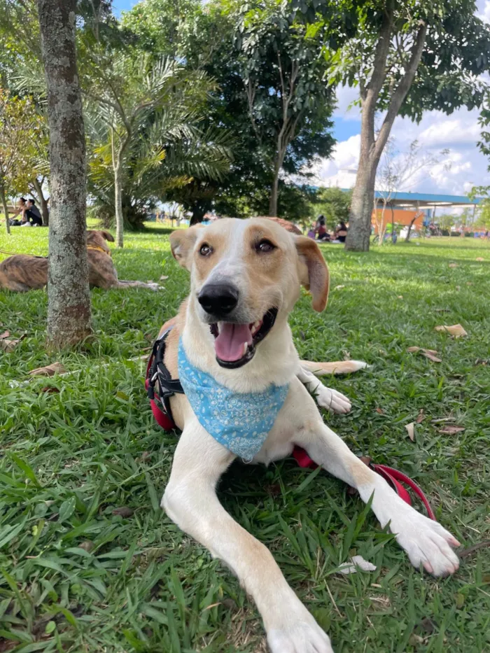 Cachorro ra a SRD-ViraLata idade 2 anos nome Apollo