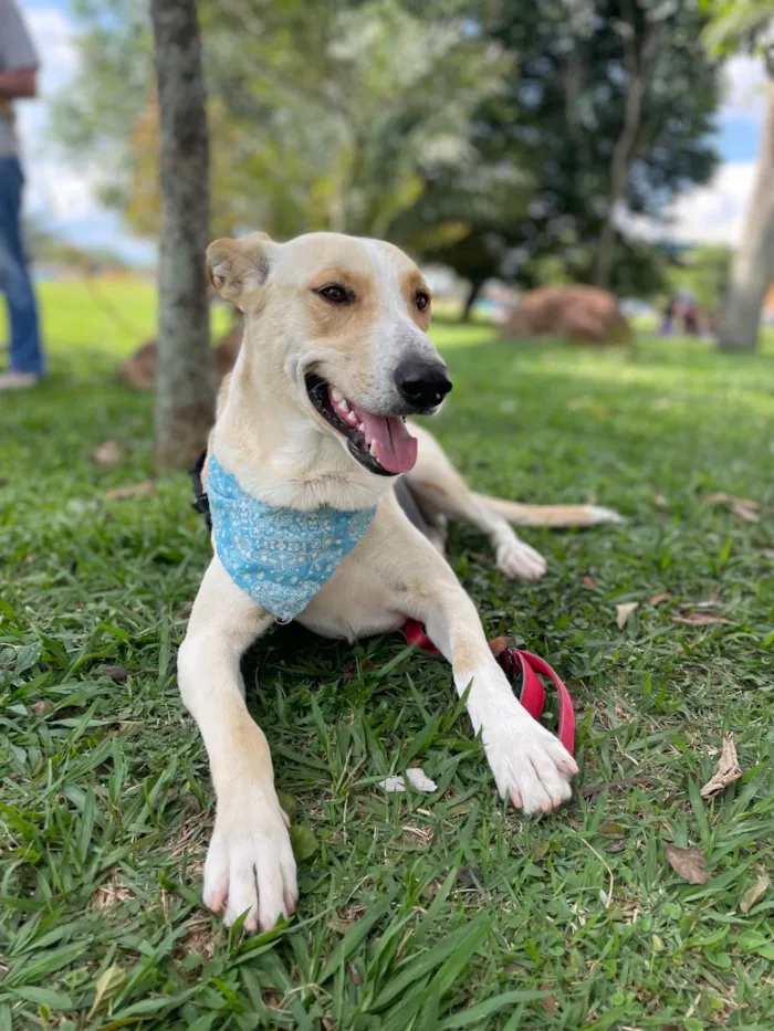 Cachorro ra a SRD-ViraLata idade 2 anos nome Apollo