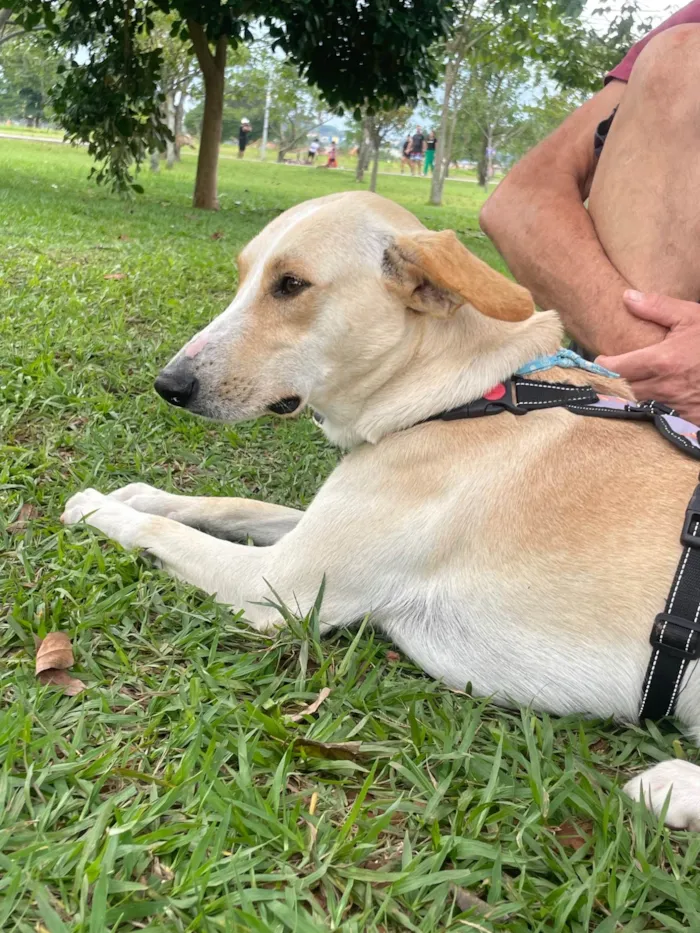 Cachorro ra a SRD-ViraLata idade 2 anos nome Apollo
