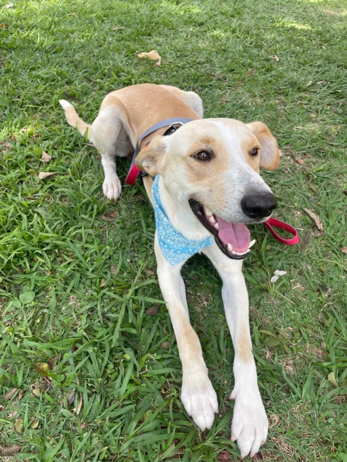 Cachorro ra a SRD-ViraLata idade 2 anos nome Apollo
