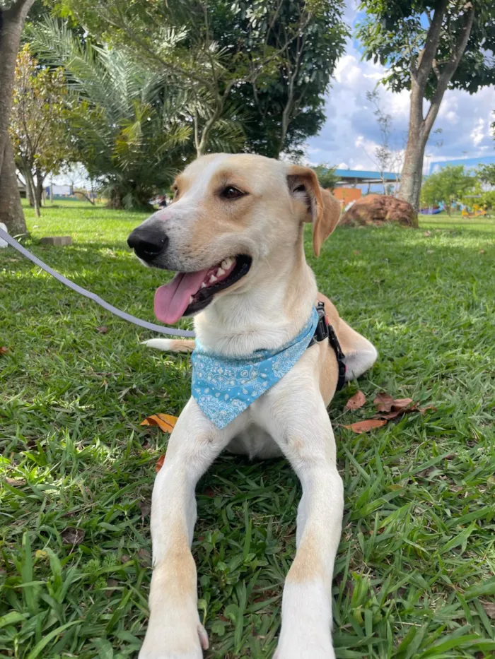 Cachorro ra a SRD-ViraLata idade 2 anos nome Apollo