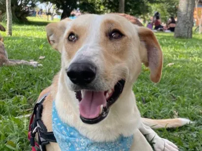 Cachorro raça SRD-ViraLata idade 2 anos nome Apollo