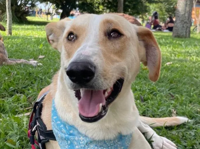 Cachorro ra a SRD-ViraLata idade 2 anos nome Apollo