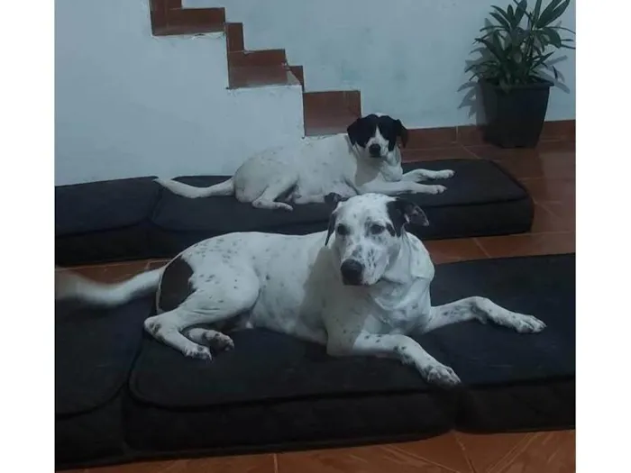 Cachorro ra a SRD-ViraLata idade 3 anos nome Abu