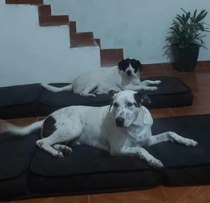 Cachorro raça SRD-ViraLata idade 3 anos nome Dubai