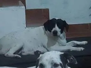 Cachorro ra a SRD-ViraLata idade 3 anos nome Dubai