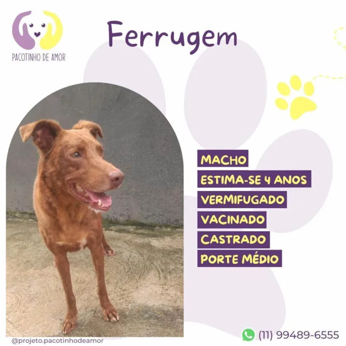 Cachorro ra a SRD-ViraLata idade 4 anos nome Ferrugem 
