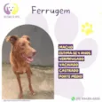 Ferrugem