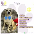 Nick