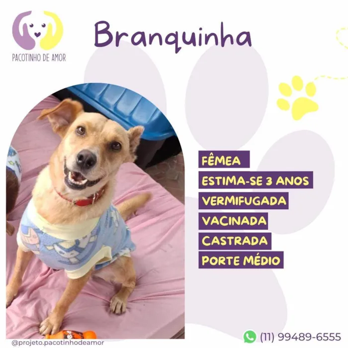 Cachorro ra a SRD-ViraLata idade 3 anos nome Branquinha 