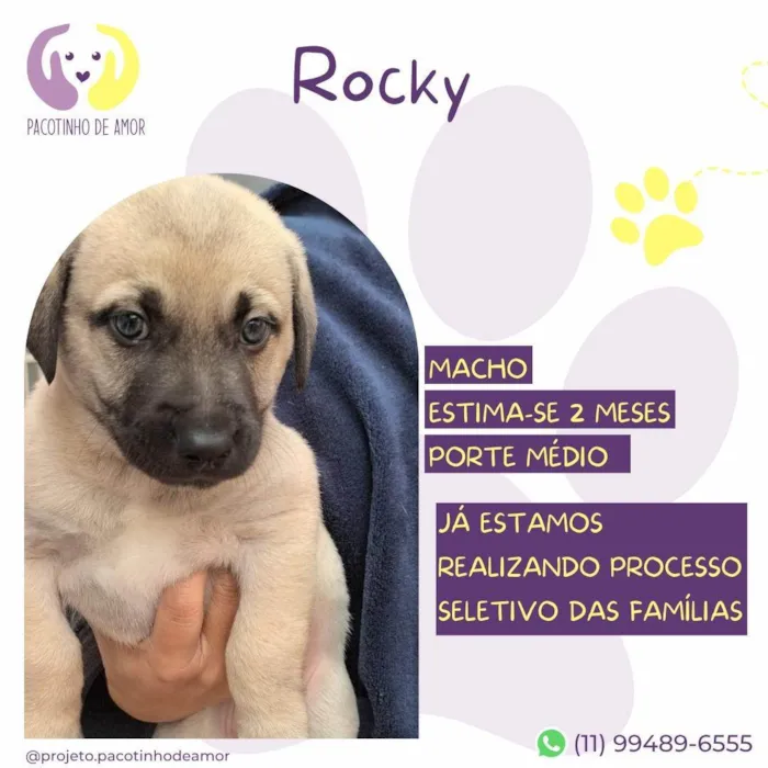 Cachorro ra a SRD-ViraLata idade Abaixo de 2 meses nome Rocky