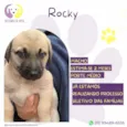 Rocky