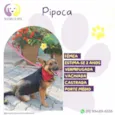 Pipoca