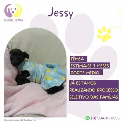 Cachorro raça SRD-ViraLata idade 2 a 6 meses nome Jessy