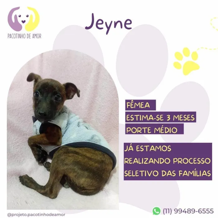 Cachorro ra a SRD-ViraLata idade 2 a 6 meses nome Jeyne