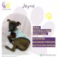 Jeyne