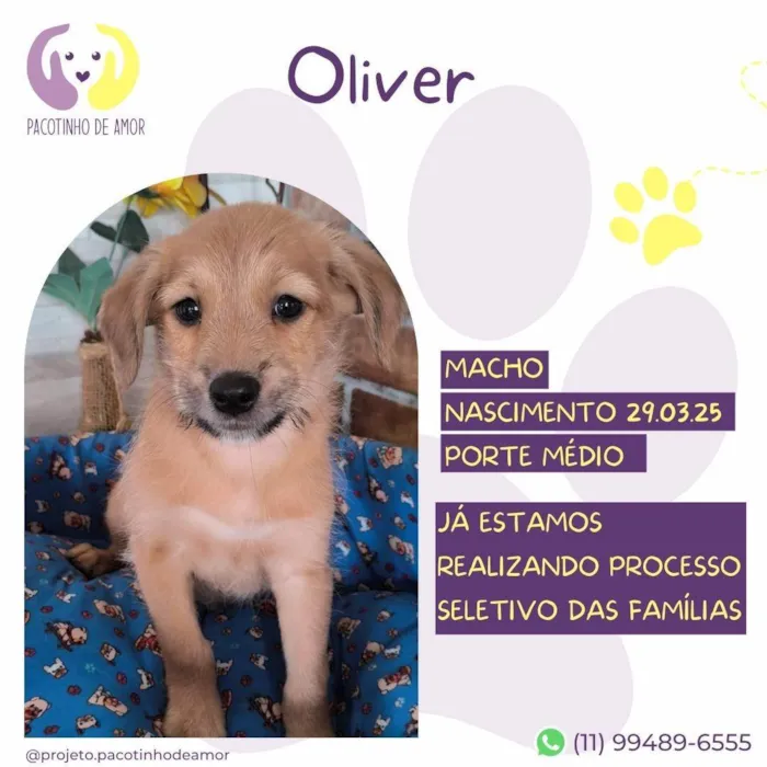 Cachorro ra a SRD-ViraLata idade 2 a 6 meses nome Oliver