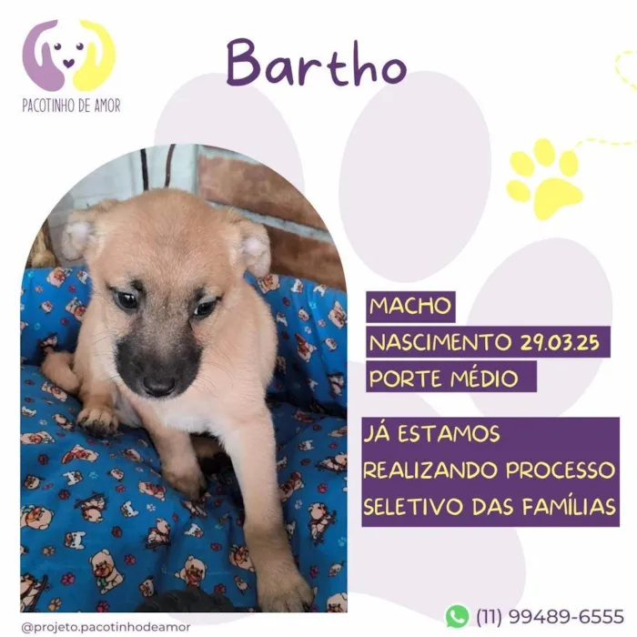 Cachorro ra a SRD-ViraLata idade 2 a 6 meses nome Bartho