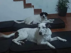 Cachorro raça SRD-ViraLata idade 3 anos nome Abu