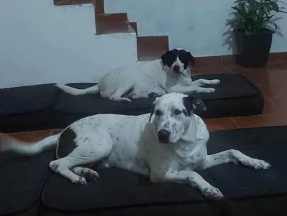 Cachorro raça SRD-ViraLata idade 3 anos nome Abu