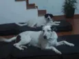 Abu