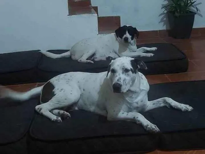 Cachorro ra a SRD-ViraLata idade 3 anos nome Dubai