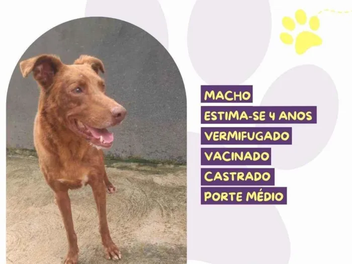 Cachorro ra a SRD-ViraLata idade 4 anos nome Ferrugem 