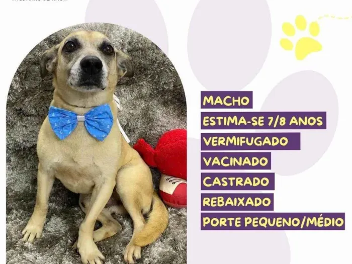 Cachorro ra a SRD-ViraLata idade 6 ou mais anos nome Nick