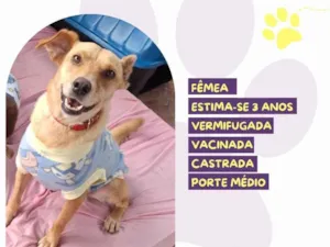 Cachorro raça SRD-ViraLata idade 3 anos nome Branquinha 