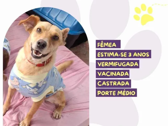 Cachorro ra a SRD-ViraLata idade 3 anos nome Branquinha 