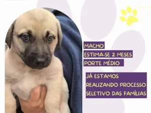 Cachorro raça SRD-ViraLata idade Abaixo de 2 meses nome Rocky