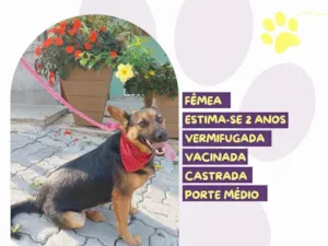 Cachorro raça SRD-ViraLata idade 2 anos nome Pipoca