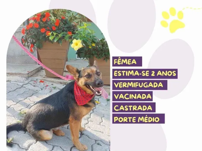 Cachorro ra a SRD-ViraLata idade 2 anos nome Pipoca