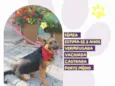 Pipoca