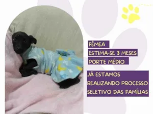 Cachorro raça SRD-ViraLata idade 2 a 6 meses nome Jessy