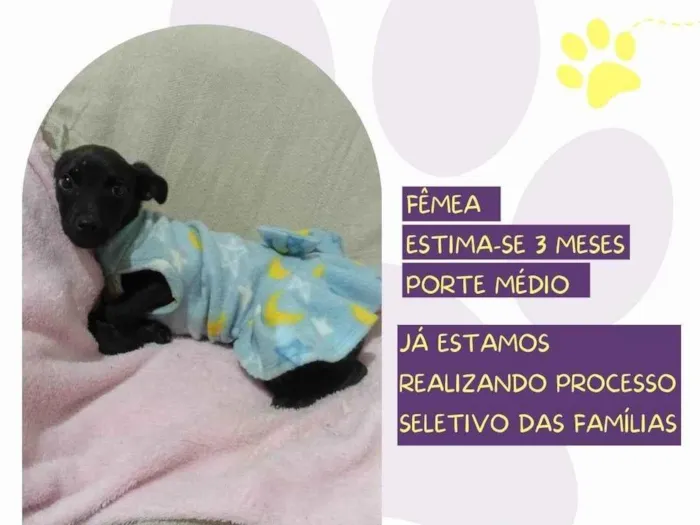 Cachorro ra a SRD-ViraLata idade 2 a 6 meses nome Jessy