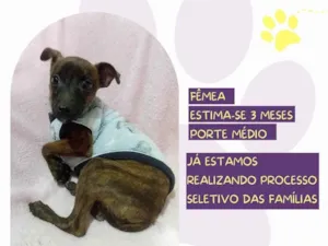 Cachorro raça SRD-ViraLata idade 2 a 6 meses nome Jeyne