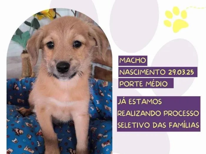 Cachorro ra a SRD-ViraLata idade 2 a 6 meses nome Oliver