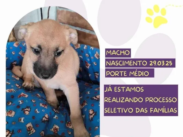 Cachorro ra a SRD-ViraLata idade 2 a 6 meses nome Bartho