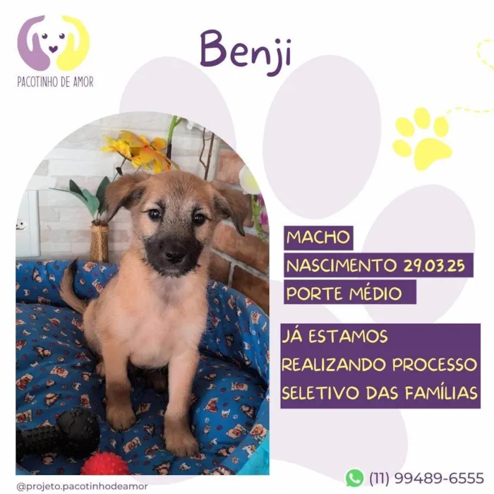 Cachorro ra a SRD-ViraLata idade 2 a 6 meses nome Benji