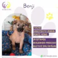 Benji