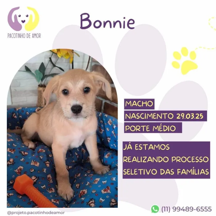 Cachorro ra a SRD-ViraLata idade Abaixo de 2 meses nome Bonnie