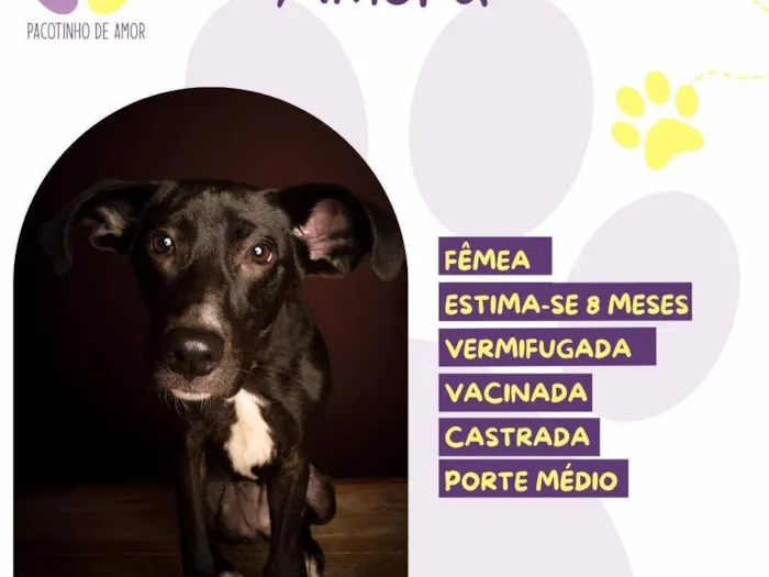 Cachorro ra a SRD-ViraLata idade 7 a 11 meses nome Amora