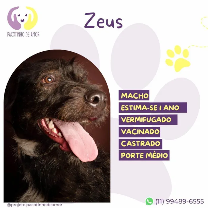 Cachorro ra a SRD-ViraLata idade 1 ano nome Zeus :)