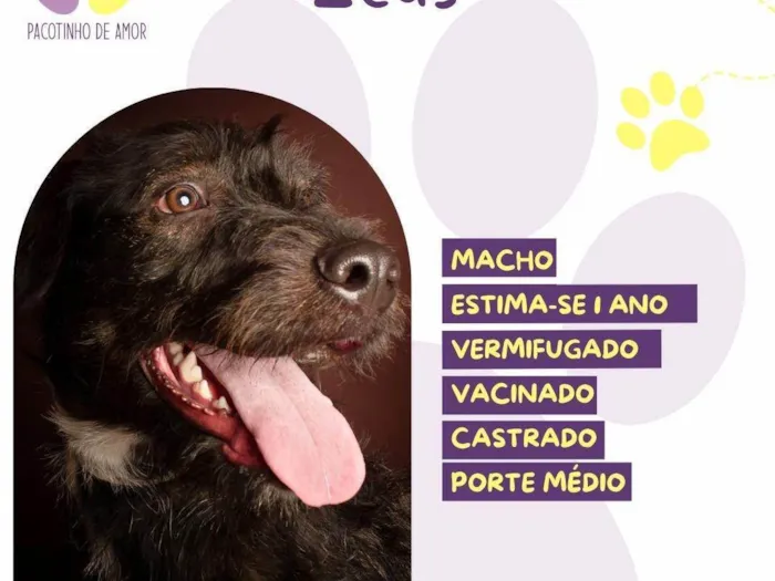Cachorro ra a SRD-ViraLata idade 1 ano nome Zeus :)