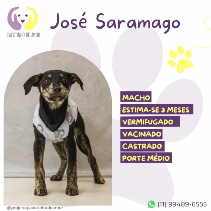 Cachorro ra a SRD-ViraLata idade 2 a 6 meses nome José Saramago