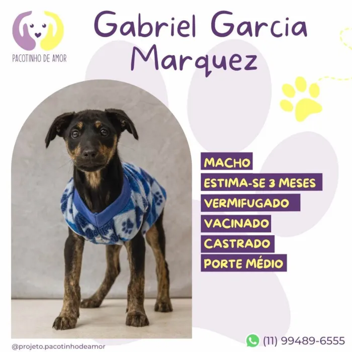 Cachorro ra a SRD-ViraLata idade Abaixo de 2 meses nome Gabriel