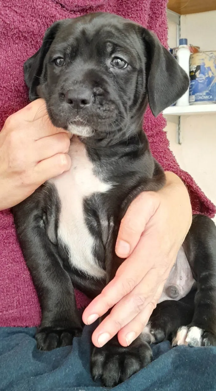 Cachorro ra a SRD-ViraLata idade Abaixo de 2 meses nome Fúria da Noite