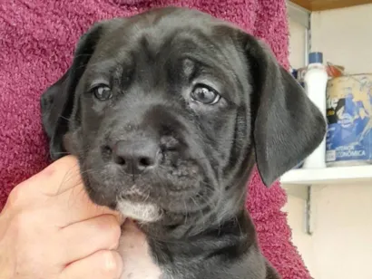 Cachorro raça SRD-ViraLata idade Abaixo de 2 meses nome Fúria da Noite